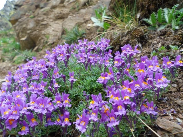 linaria alpina